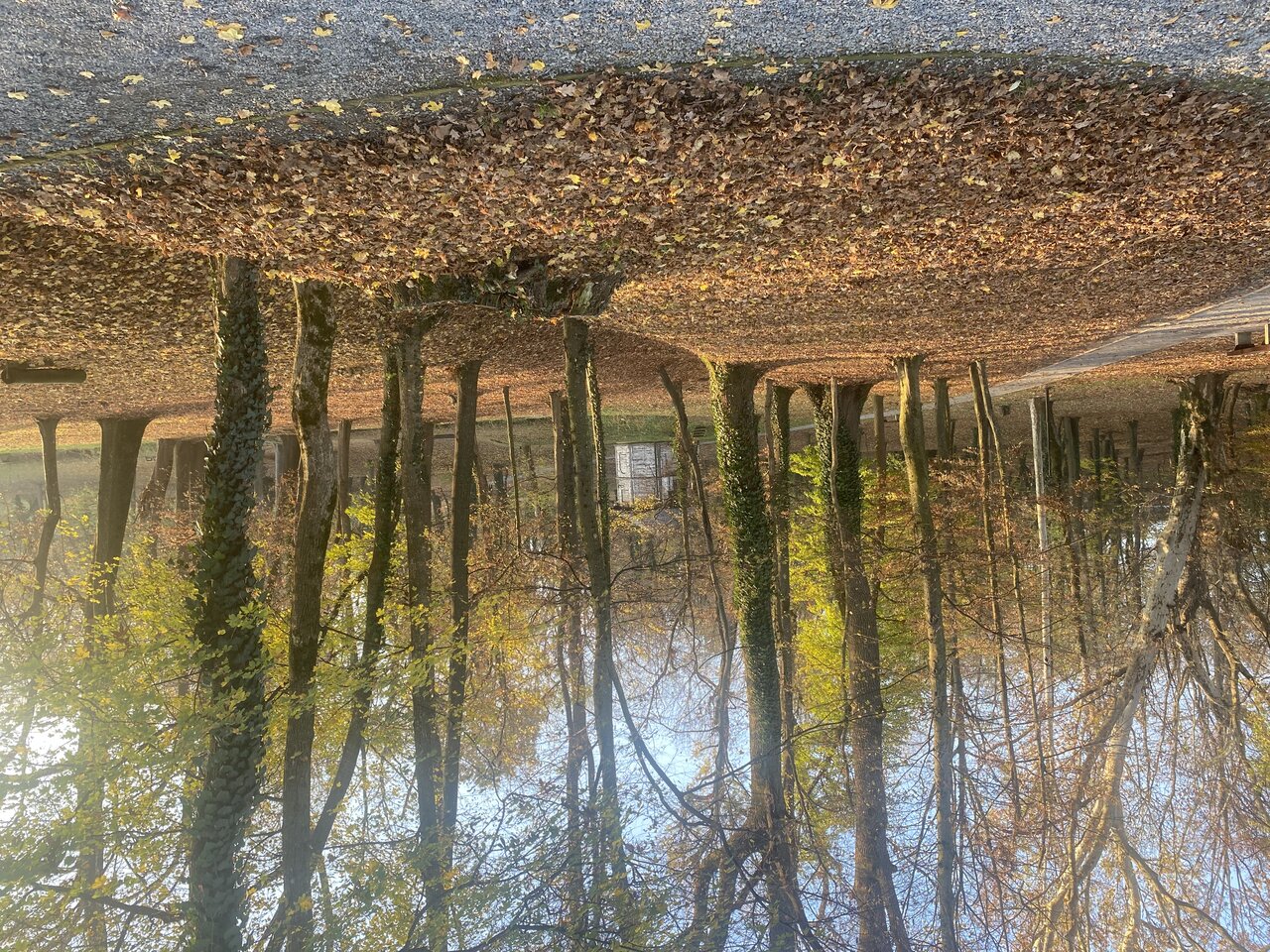 Autumn forest path in the park